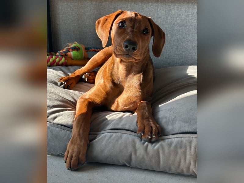 Deutscher Pinscher Welpen aus dem Haus ,,Cava Land" FCI Zucht