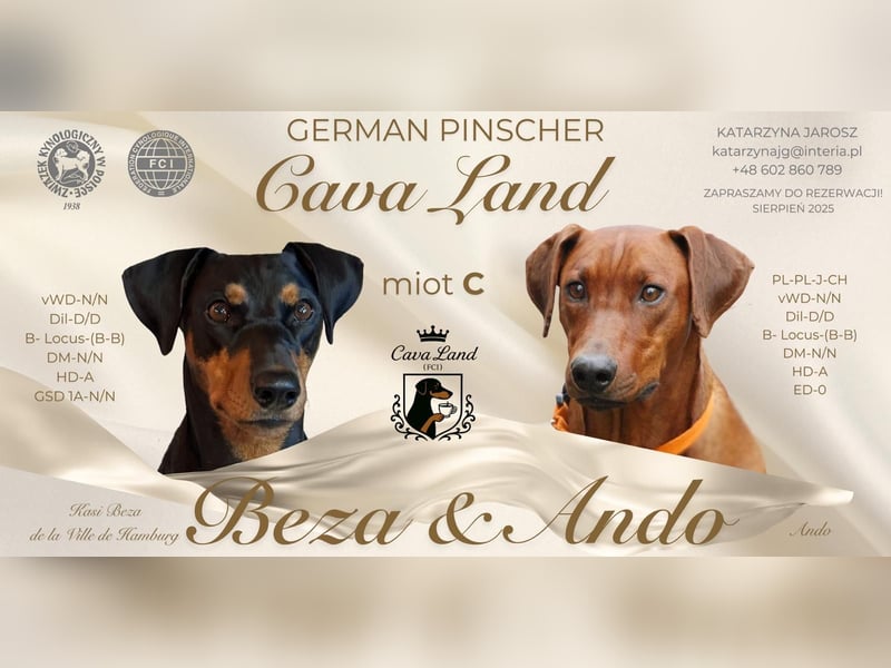 Deutscher Pinscher Welpen aus dem Haus ,,Cava Land" FCI Zucht