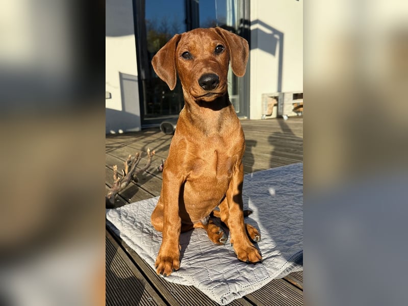 Deutscher Pinscher Welpen aus dem Haus ,,Cava Land" FCI Zucht