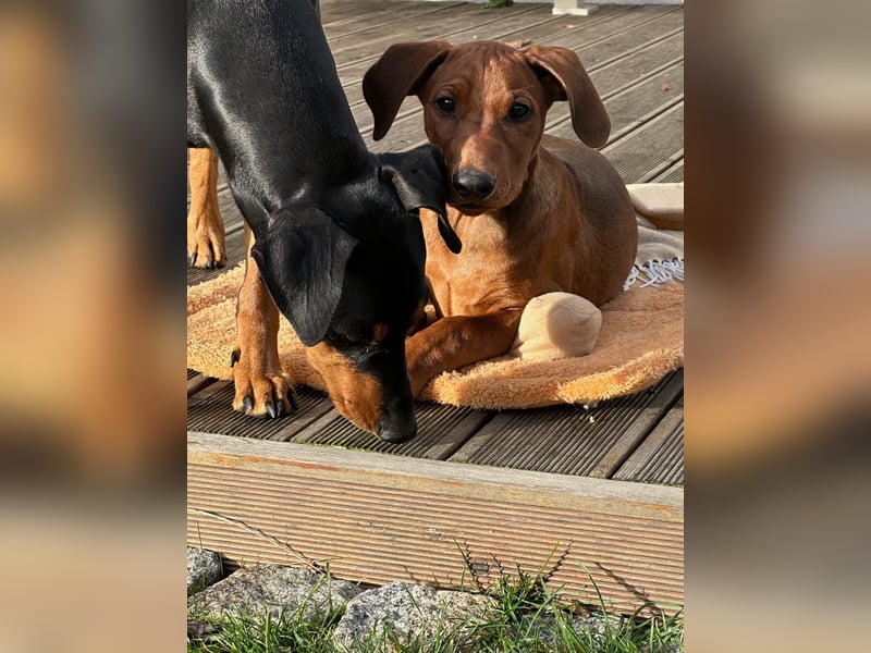 Deutscher Pinscher Welpen aus dem Haus ,,Cava Land" FCI Zucht