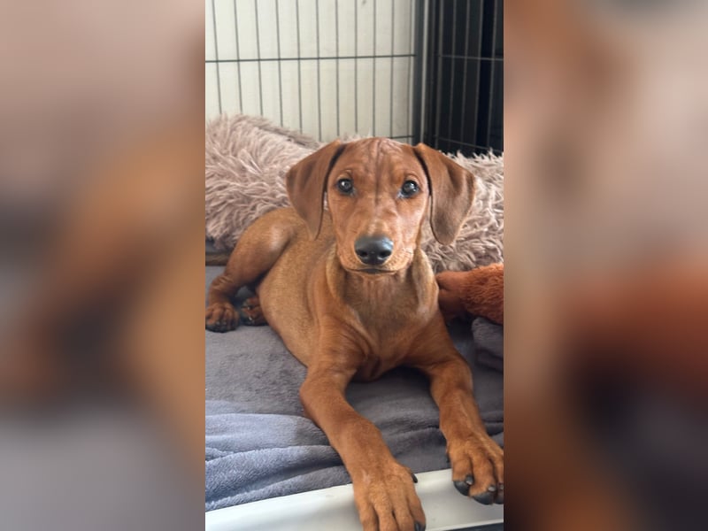 Deutscher Pinscher Welpen aus dem Haus ,,Cava Land" FCI Zucht