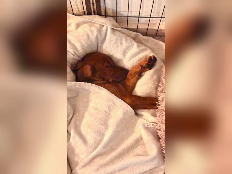 Deutscher Pinscher Welpen aus dem Haus ,,Cava Land" FCI Zucht