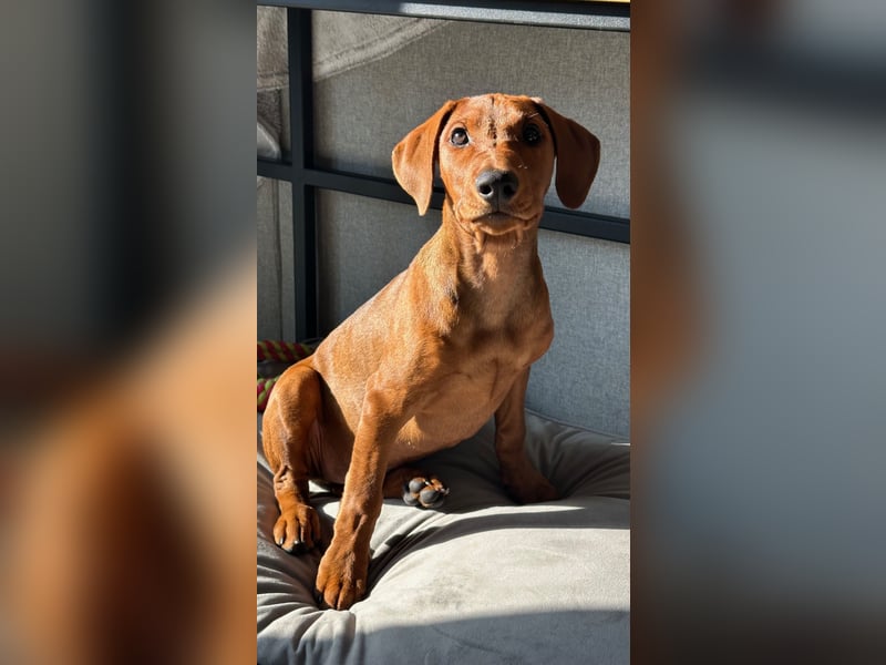 Deutscher Pinscher Welpen aus dem Haus ,,Cava Land" FCI Zucht