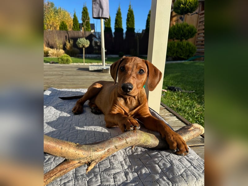 Deutscher Pinscher Welpen aus dem Haus ,,Cava Land" FCI Zucht