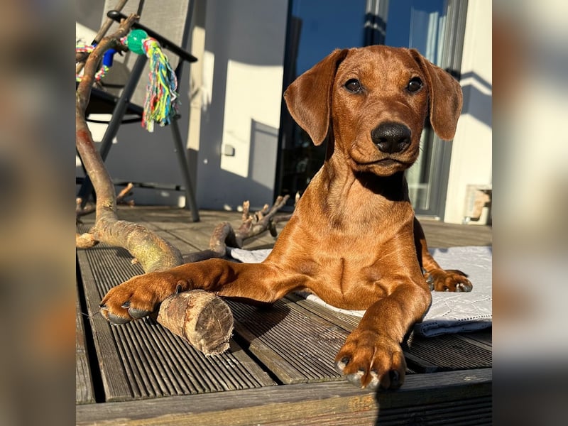 Deutscher Pinscher Welpen aus dem Haus ,,Cava Land" FCI Zucht