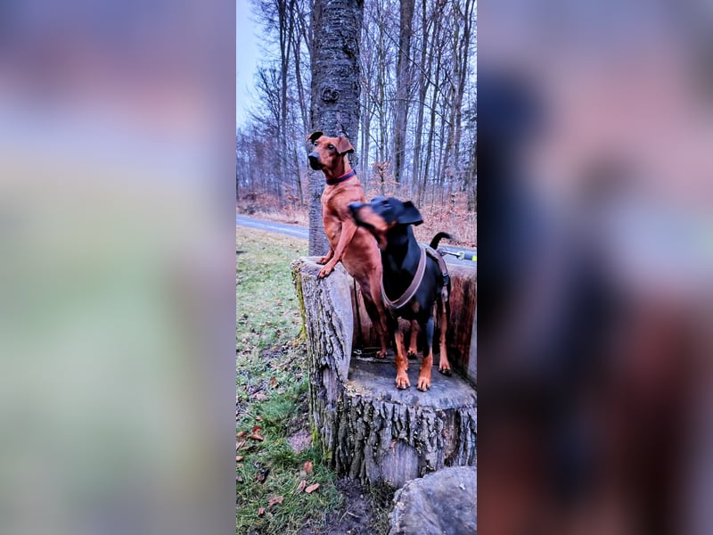 Deutscher Pinscher Welpen Umzug Mitte Mai 2026