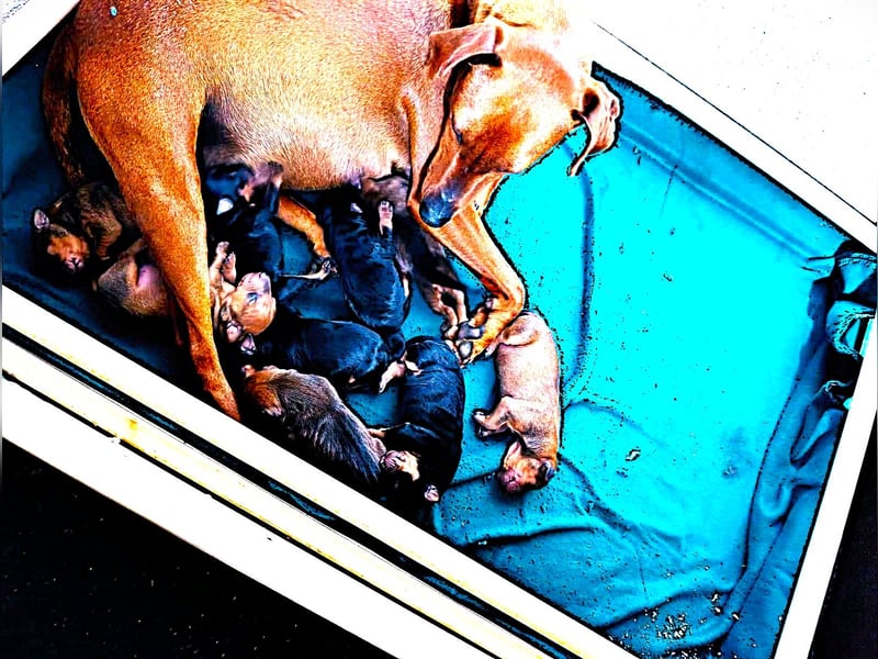 Deutscher Pinscher Welpen Umzug Mitte Mai 2026