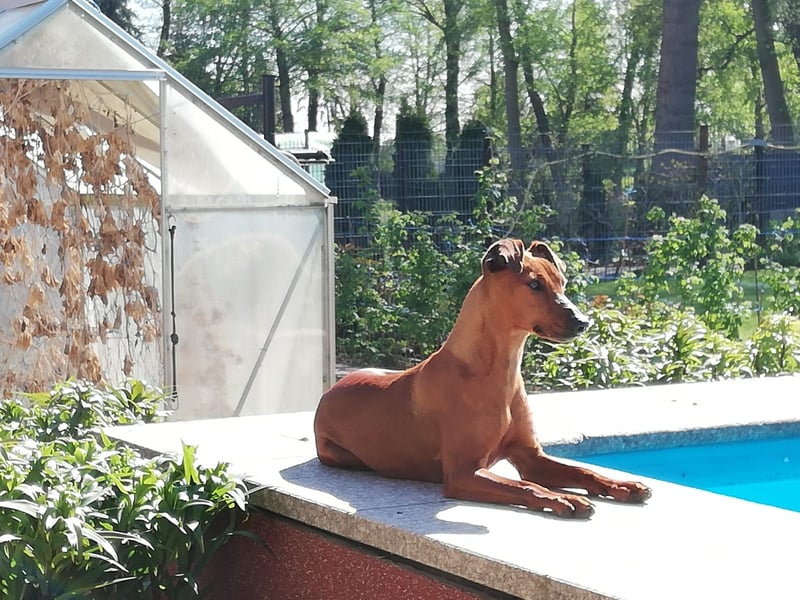 Deutscher Pinscher Welpen Umzug Mitte Mai 2026