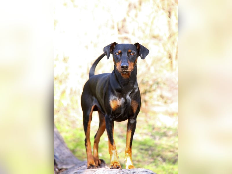 Deutscher Pinscher Welpen Umzug Mitte Mai 2026