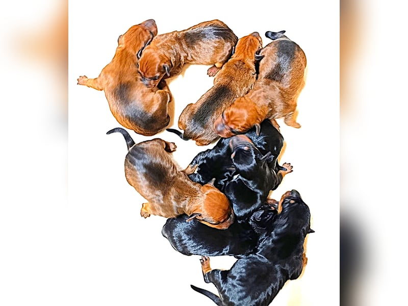 Deutscher Pinscher Welpen Umzug Mitte Mai 2026