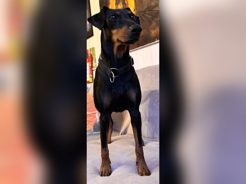 Deutsche Pinscher Welpen