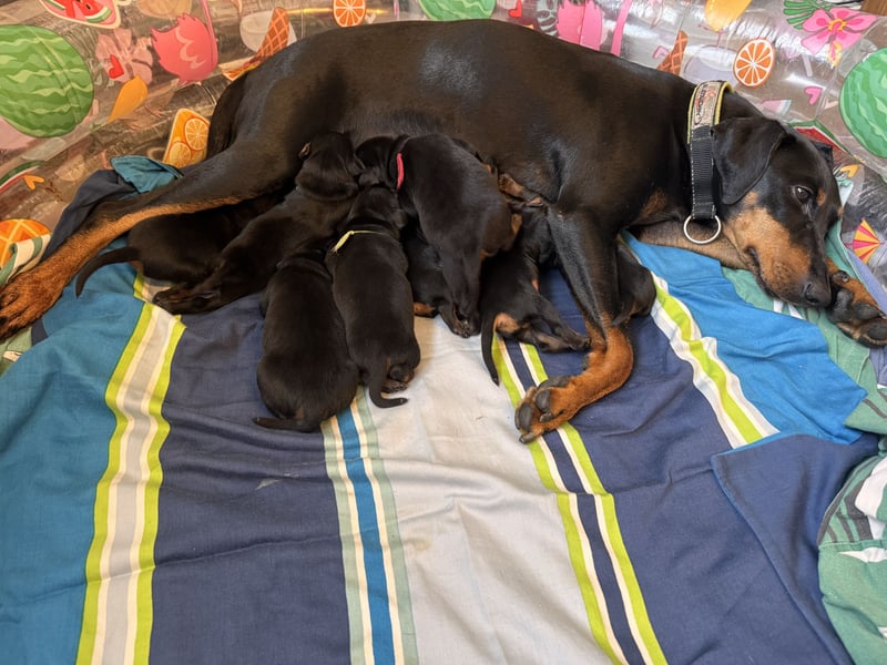 Deutsche Pinscher Welpen