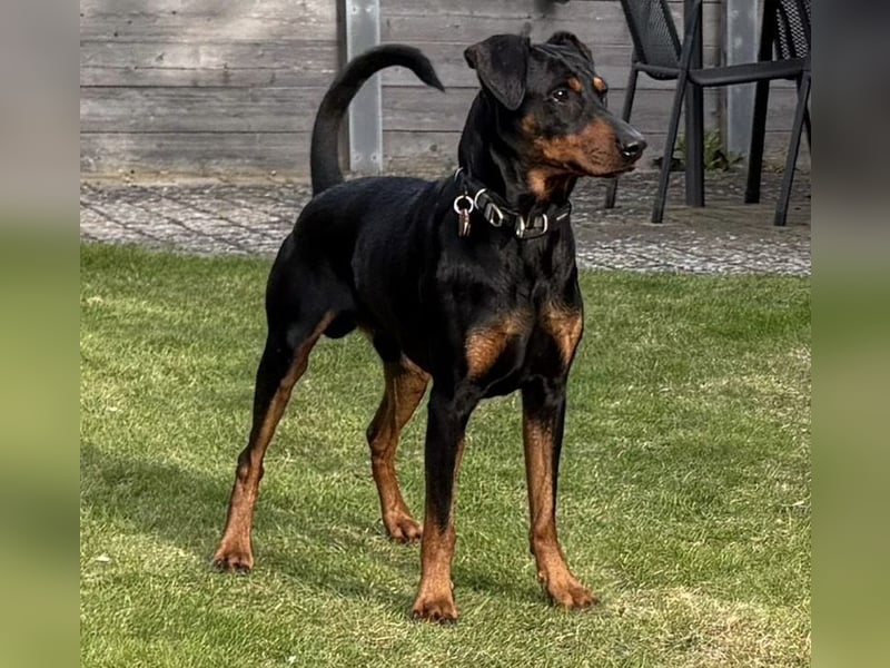 Deutsche Pinscher Welpen