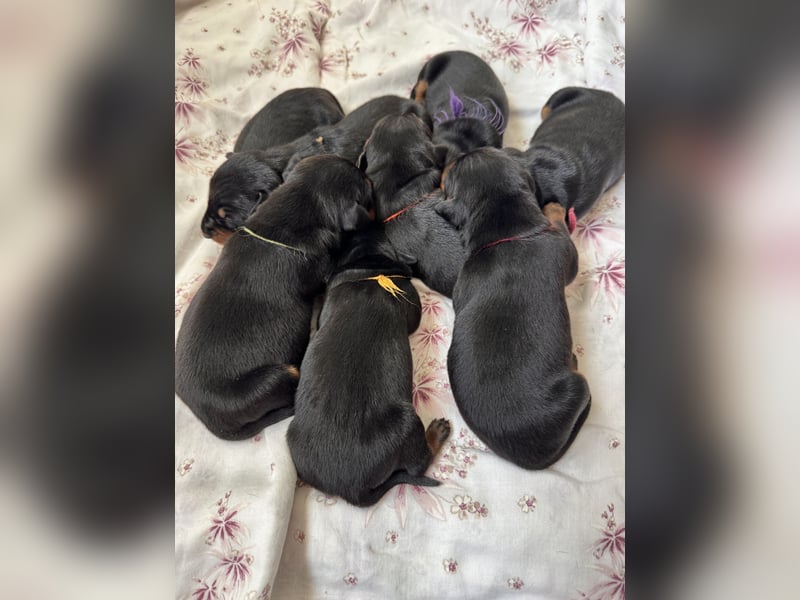 Deutsche Pinscher Welpen