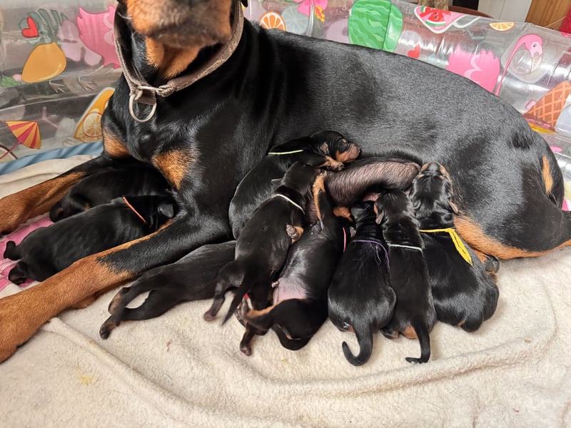 Deutsche Pinscher Welpen VDH/FCI