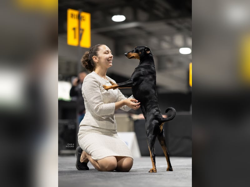 Deutsche Pinscher Welpen