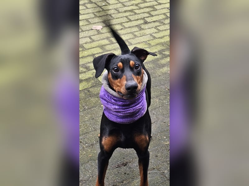 Deutscher Pinscher