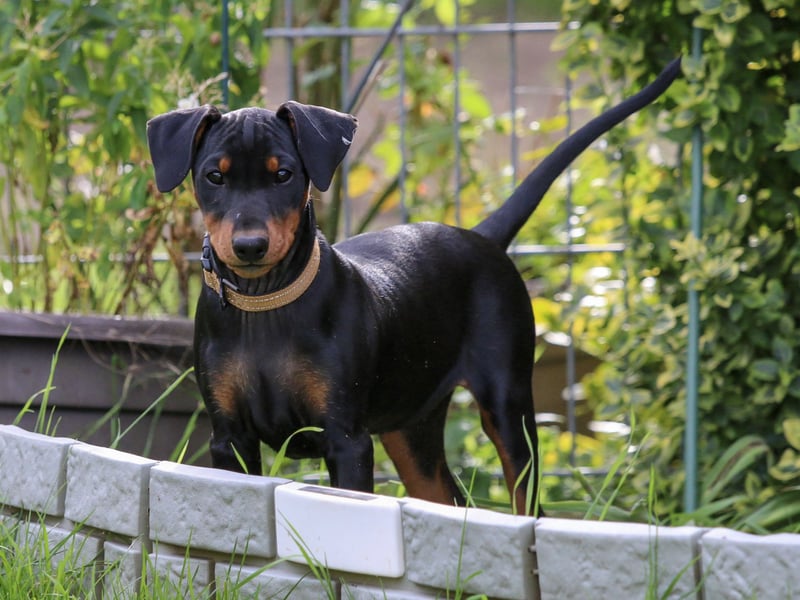 Aika sucht ein Zuhause