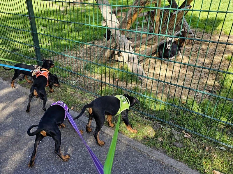 Aika sucht ein Zuhause