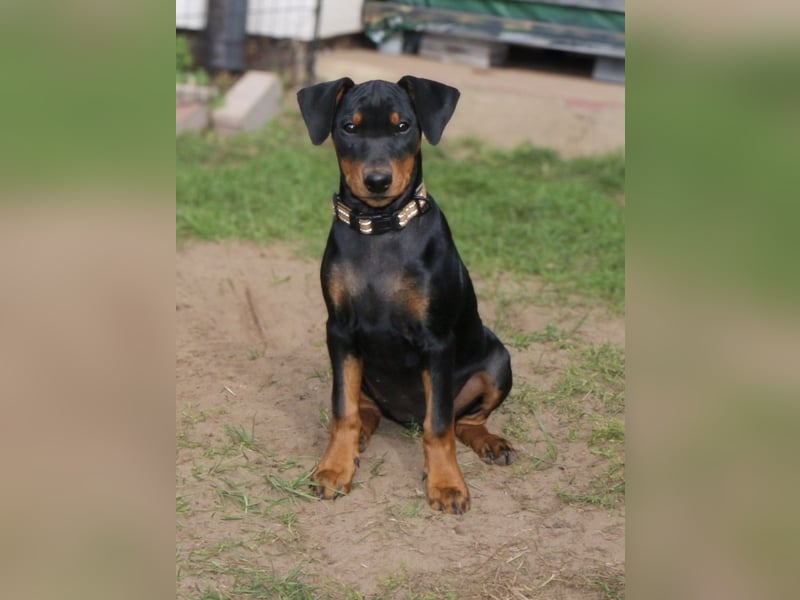 Aika sucht ein Zuhause