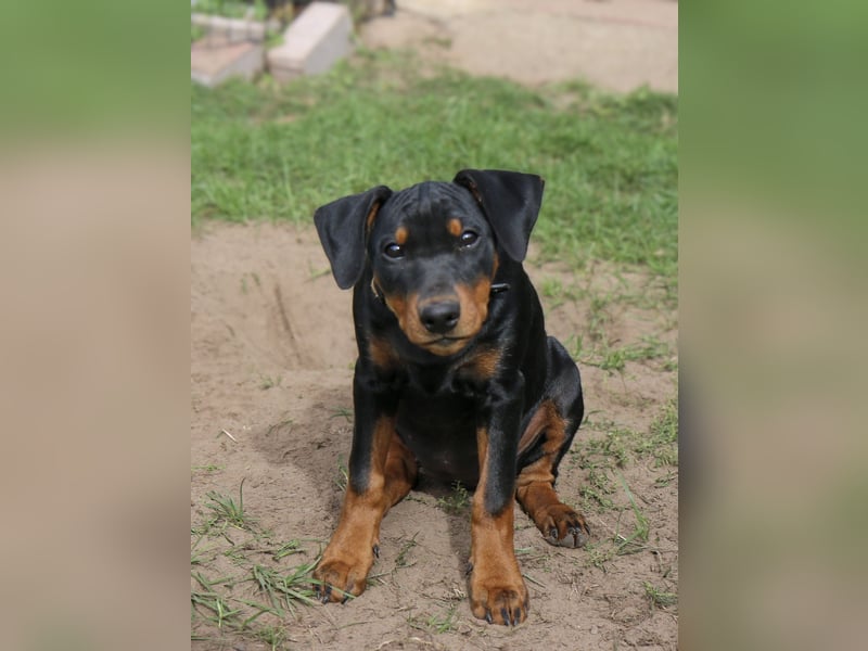 Aika sucht ein Zuhause