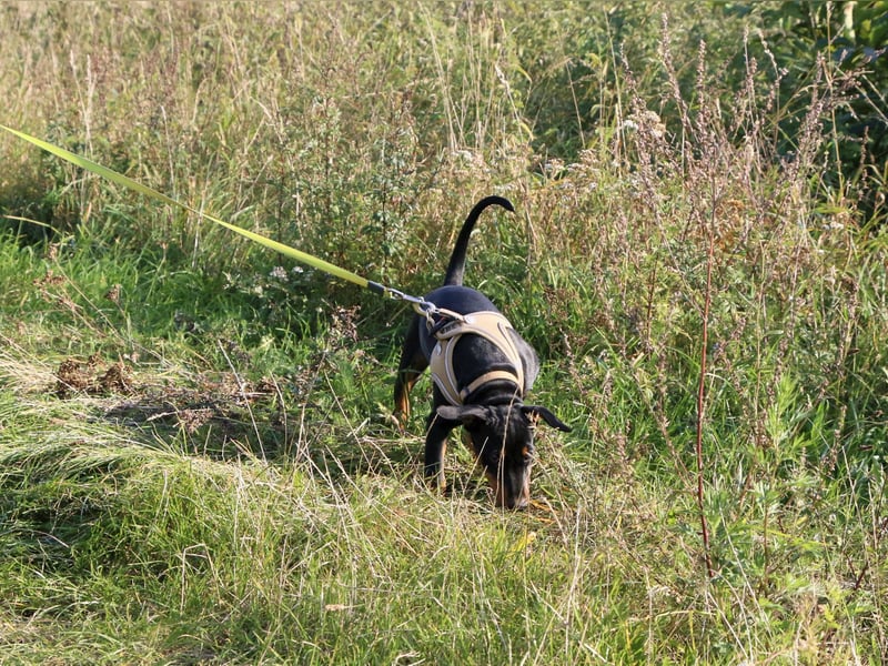 Aika sucht ein Zuhause