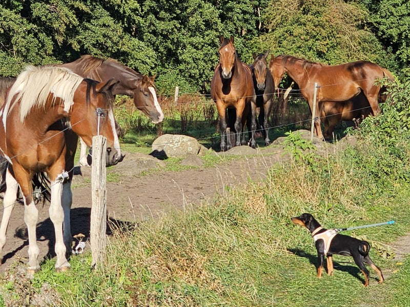 Aika sucht ein Zuhause