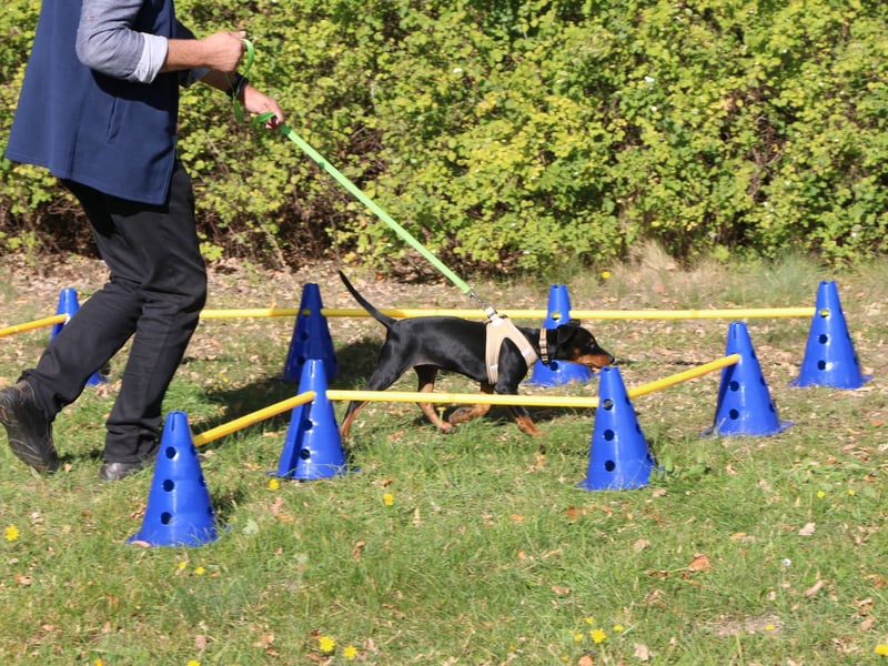 Aika sucht ein Zuhause