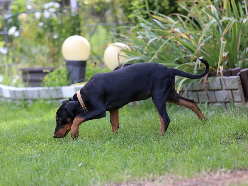 Aika sucht ein Zuhause