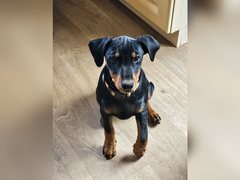 Aika sucht ein Zuhause