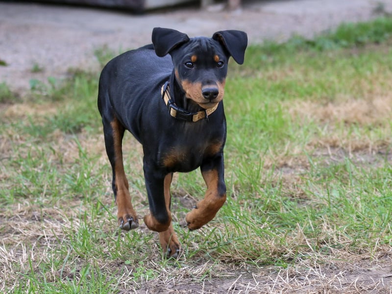 Aika sucht ein Zuhause