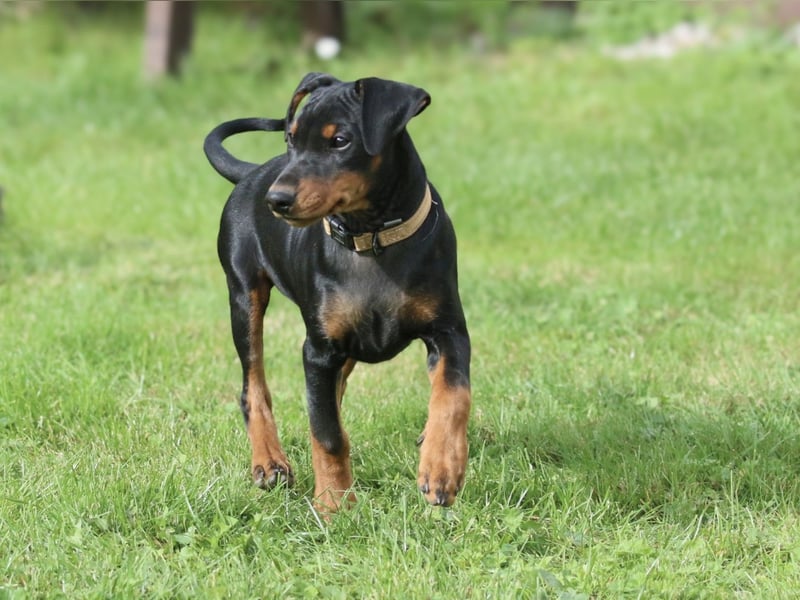 Aika sucht ein Zuhause