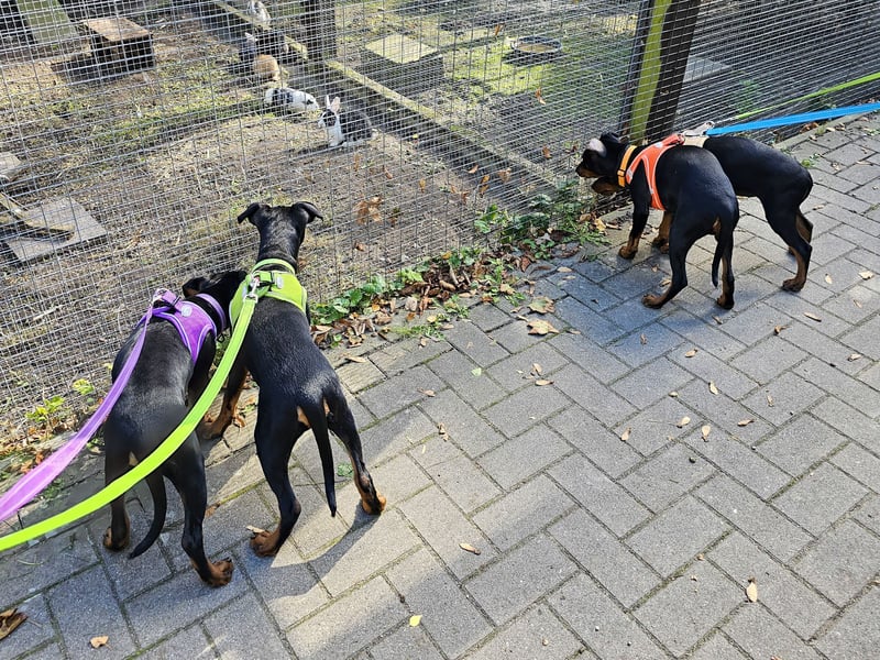 Aika sucht ein Zuhause