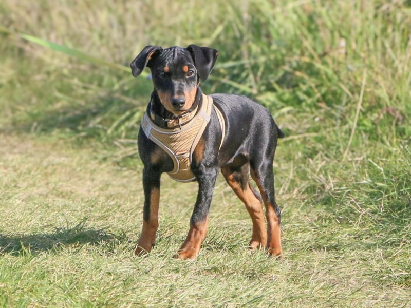 Aika sucht ein Zuhause