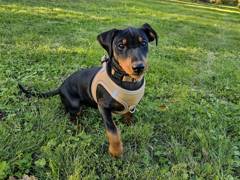 Aika sucht ein Zuhause