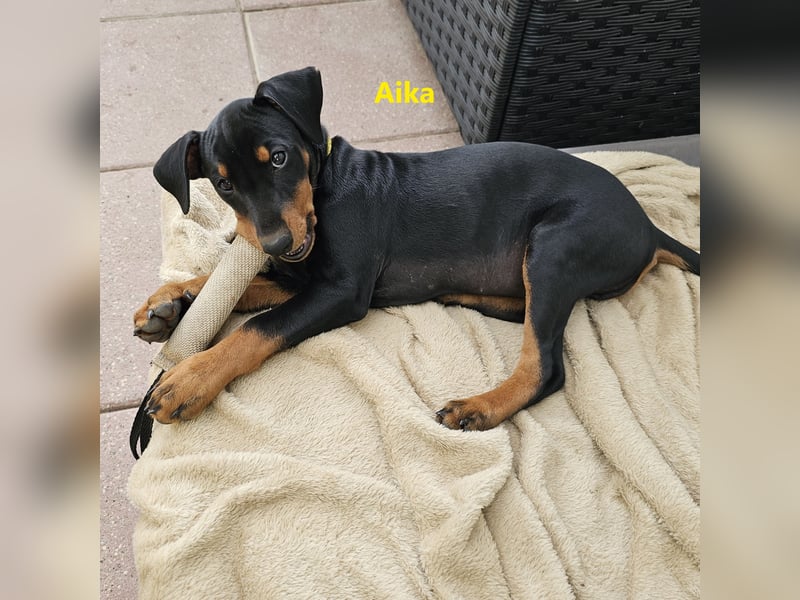 Aika sucht ein Zuhause