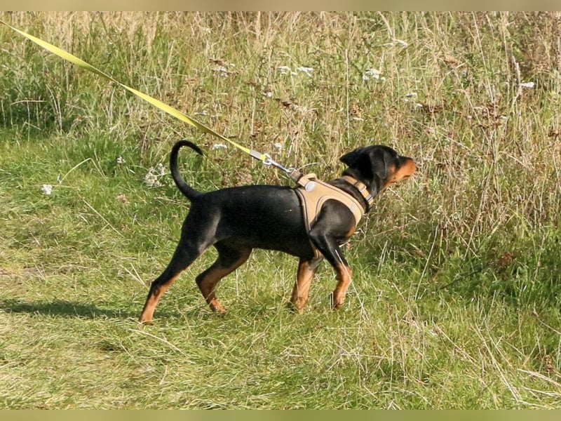 Aika sucht ein Zuhause