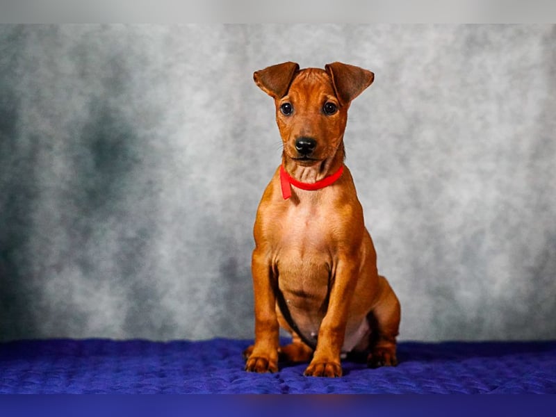 Deutscher Pinscher welpen