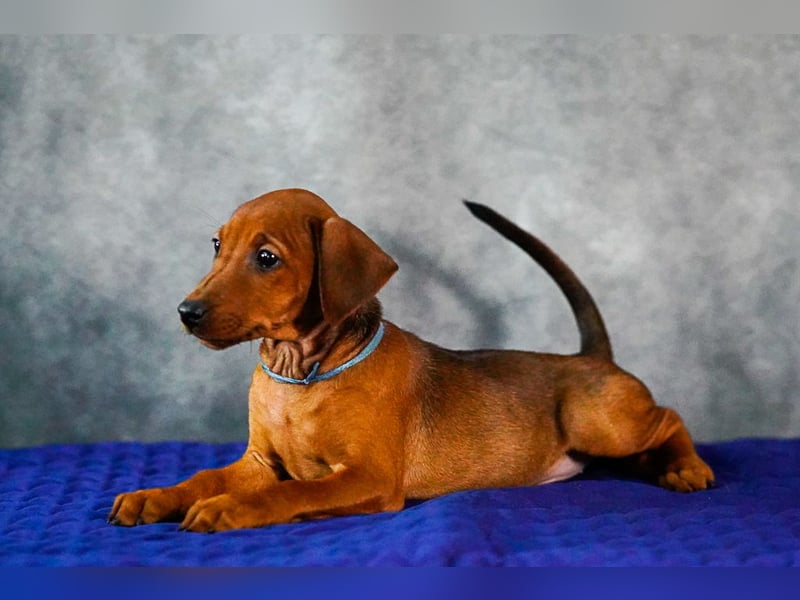 Deutscher Pinscher welpen