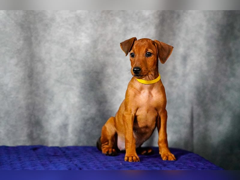 Deutscher Pinscher welpen