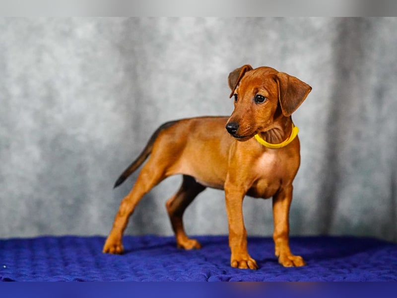 Deutscher Pinscher welpen