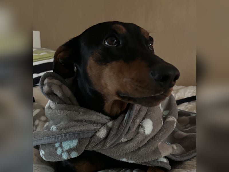 Deutscher Pinscher „Cosmo“ sucht ein liebevolles Zuhause