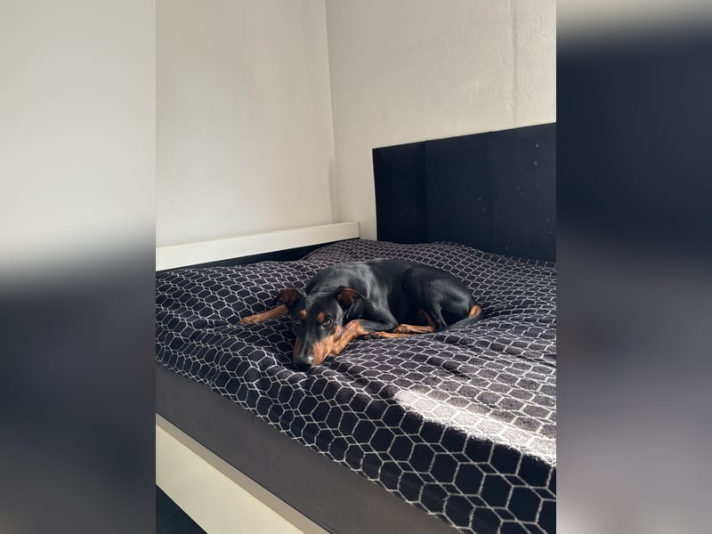 Deutscher Pinscher „Cosmo“ sucht ein liebevolles Zuhause