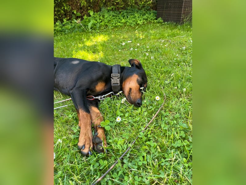 Deutscher Pinscher „Cosmo“ sucht ein liebevolles Zuhause