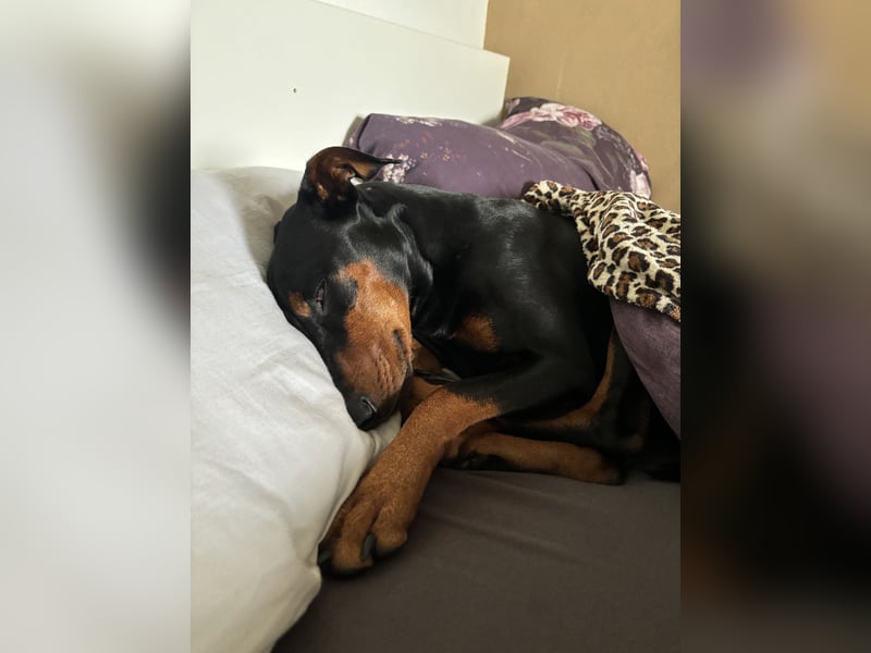 Deutscher Pinscher „Cosmo“ sucht ein liebevolles Zuhause