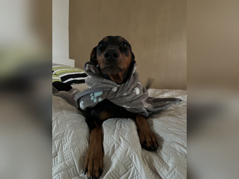 Deutscher Pinscher „Cosmo“ sucht ein liebevolles Zuhause