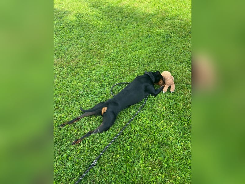 Deutscher Pinscher „Cosmo“ sucht ein liebevolles Zuhause