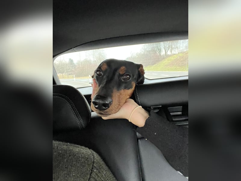 Deutscher Pinscher „Cosmo“ sucht ein liebevolles Zuhause