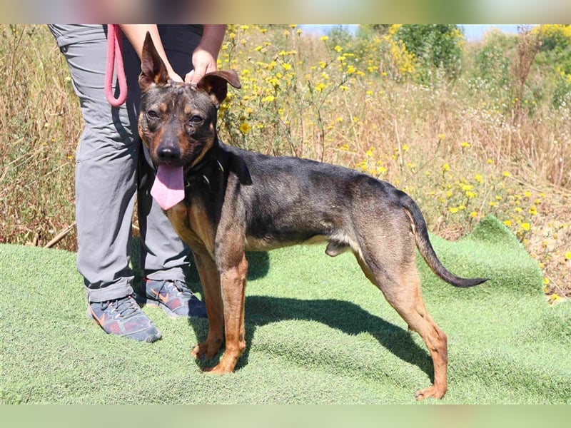 Leo, Mix Pinscher / Schäferhund , lieb und verträglich