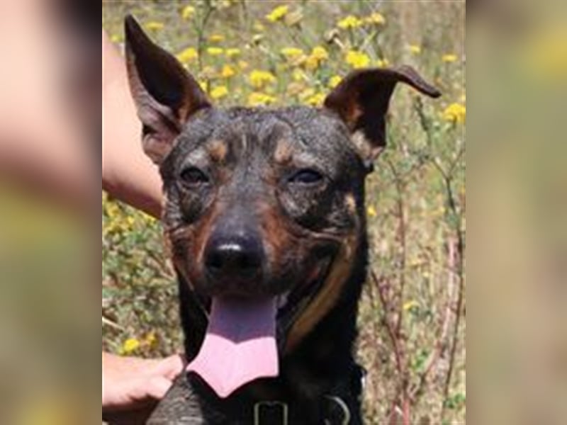 Leo, Mix Pinscher / Schäferhund , lieb und verträglich